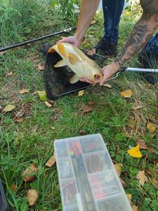 Common Carp