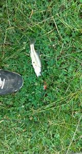 Smallmouth Bass