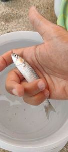 Golden grey mullet
