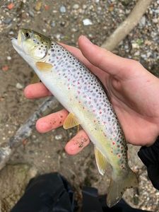 Brown Trout