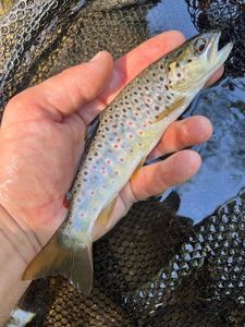Brown Trout