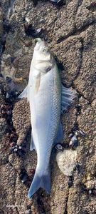 European Bass (Seabass)