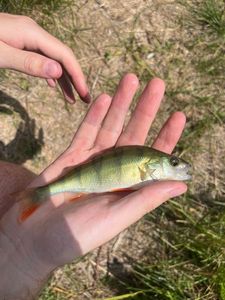 European Perch