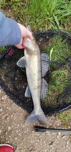 Zander