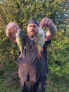 European Perch
