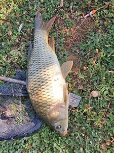 Common Carp