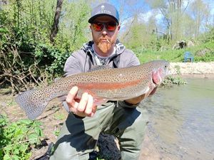 Rainbow Trout