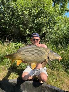 Common Carp