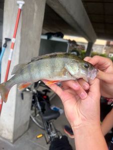 European Perch
