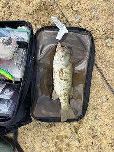 Largemouth Bass