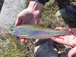 Rainbow Trout