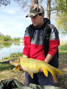 Common Carp