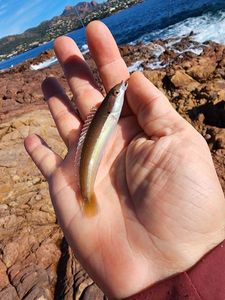 Mediterranean Rainbow Wrasse