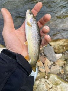 Brown Trout