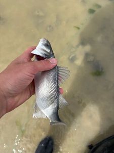 European Bass (Seabass)