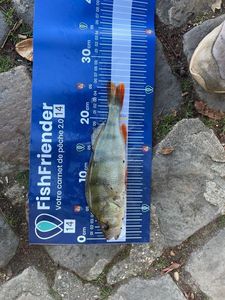 European Perch