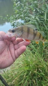 European Perch