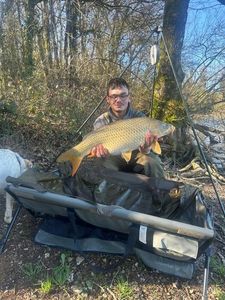 Common Carp