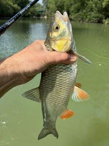 Chub
