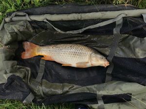 Common Carp