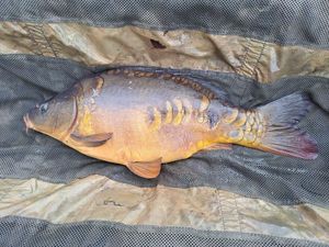 Mirror Carp
