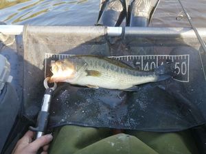Largemouth Bass