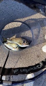 Black Seabream