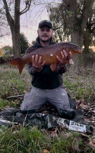 Common Carp