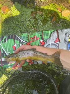 Brown Trout
