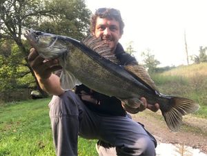 Zander