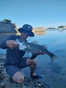 European Bass (Seabass)
