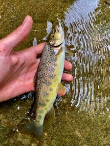 Brown Trout