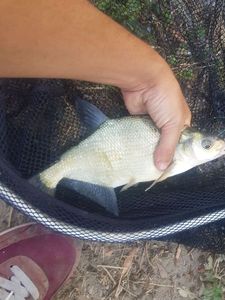 Common Bream