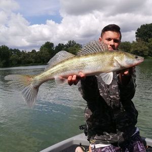 Zander