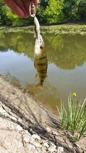European Perch
