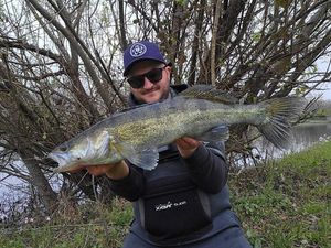 Zander