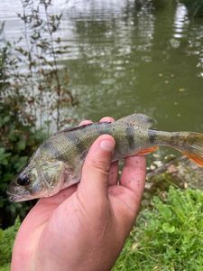 European Perch
