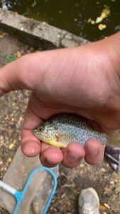 Green Sunfish