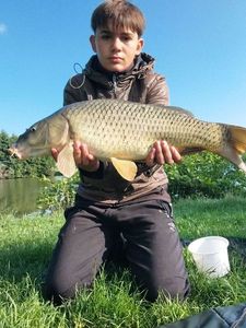Common Carp