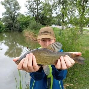 Tench