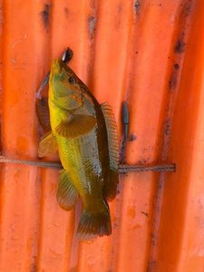Ballan Wrasse
