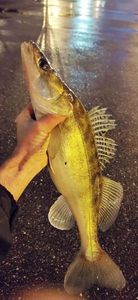 Zander