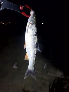 Japanese dace