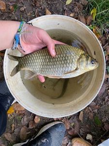 Crucian Carp