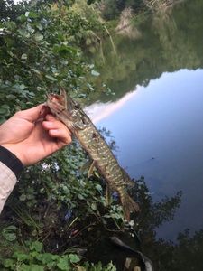 Northern Pike