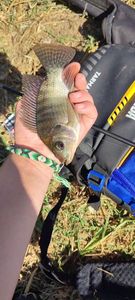 Nile Tilapia