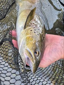 Sea Trout