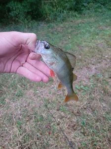 European Perch