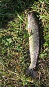 Rainbow Trout