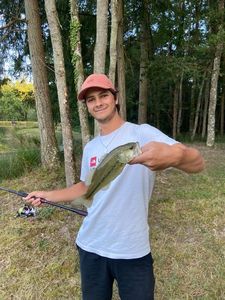 Largemouth Bass